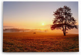 Paul Sinus Wandbild 120x80cm Baum Morgentau Sonnenaufgang Feld Natur Nebel