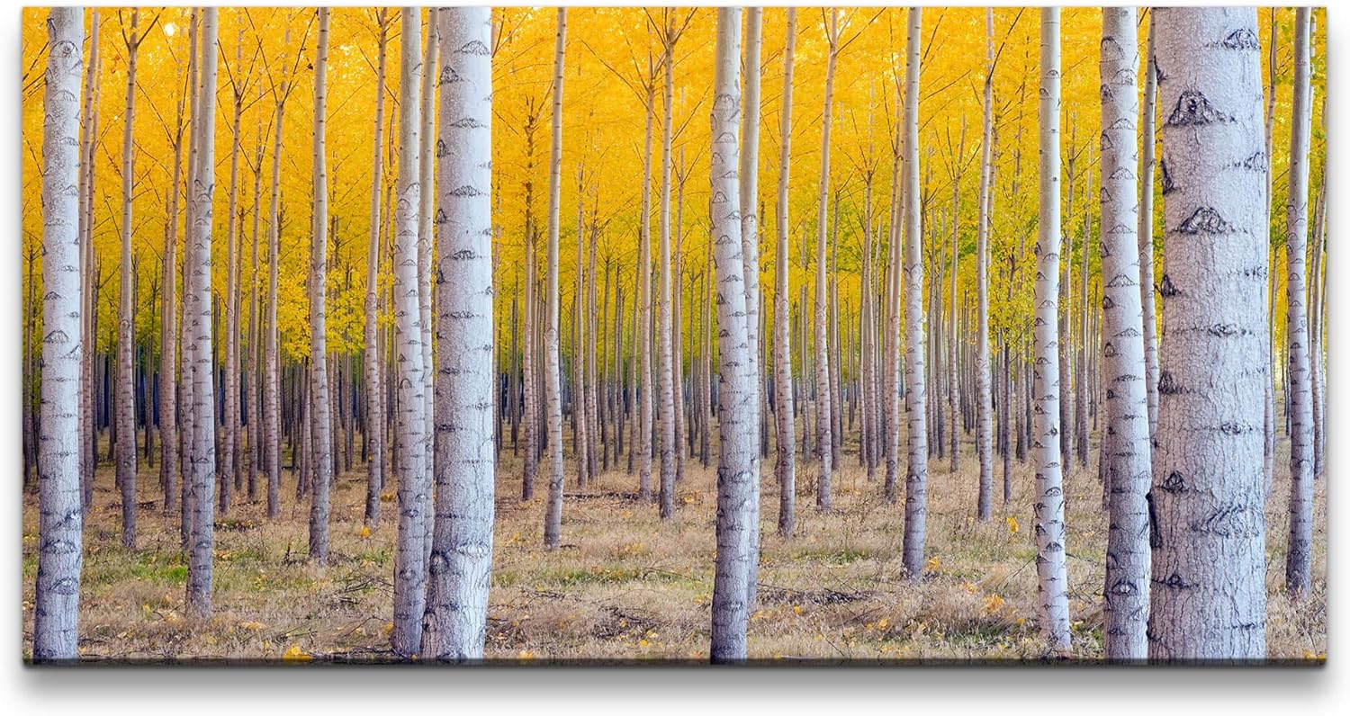 Herbst Birke ca. 130x70cm Wandbild inklusive Schattenfugenrahmen weiss - Panorama Leinwand Bild XXL Format Wandbilder Wohnzimmer Wohnung Deko Kunstdrucke