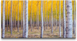 Herbst Birke ca. 130x70cm Wandbild inklusive Schattenfugenrahmen weiss - Panorama Leinwand Bild XXL Format Wandbilder Wohnzimmer Wohnung Deko Kunstdrucke