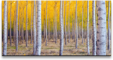 Herbst Birke ca. 130x70cm Wandbild inklusive Schattenfugenrahmen weiss - Panorama Leinwand Bild XXL Format Wandbilder Wohnzimmer Wohnung Deko Kunstdrucke