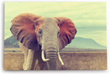 Paul Sinus Wandbild 120x80cm Elefant Stoßzähne Tierfotografie Afrika Safari