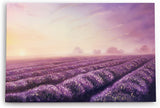 Paul Sinus Wandbild 120x80cm Lavendel Blumen Violett Lavendelfeld Abstrakt Kunstvoll