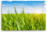 Paul Sinus Wandbild 120x80cm Weizenfeld Weizen Sommer blauer Himmel Natur