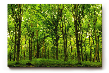 Sinus Art Wandbild 120x80cm Dichte Baumreihen und leuchtendes Laub schaffen eine friedliche, harmonische Stimmung