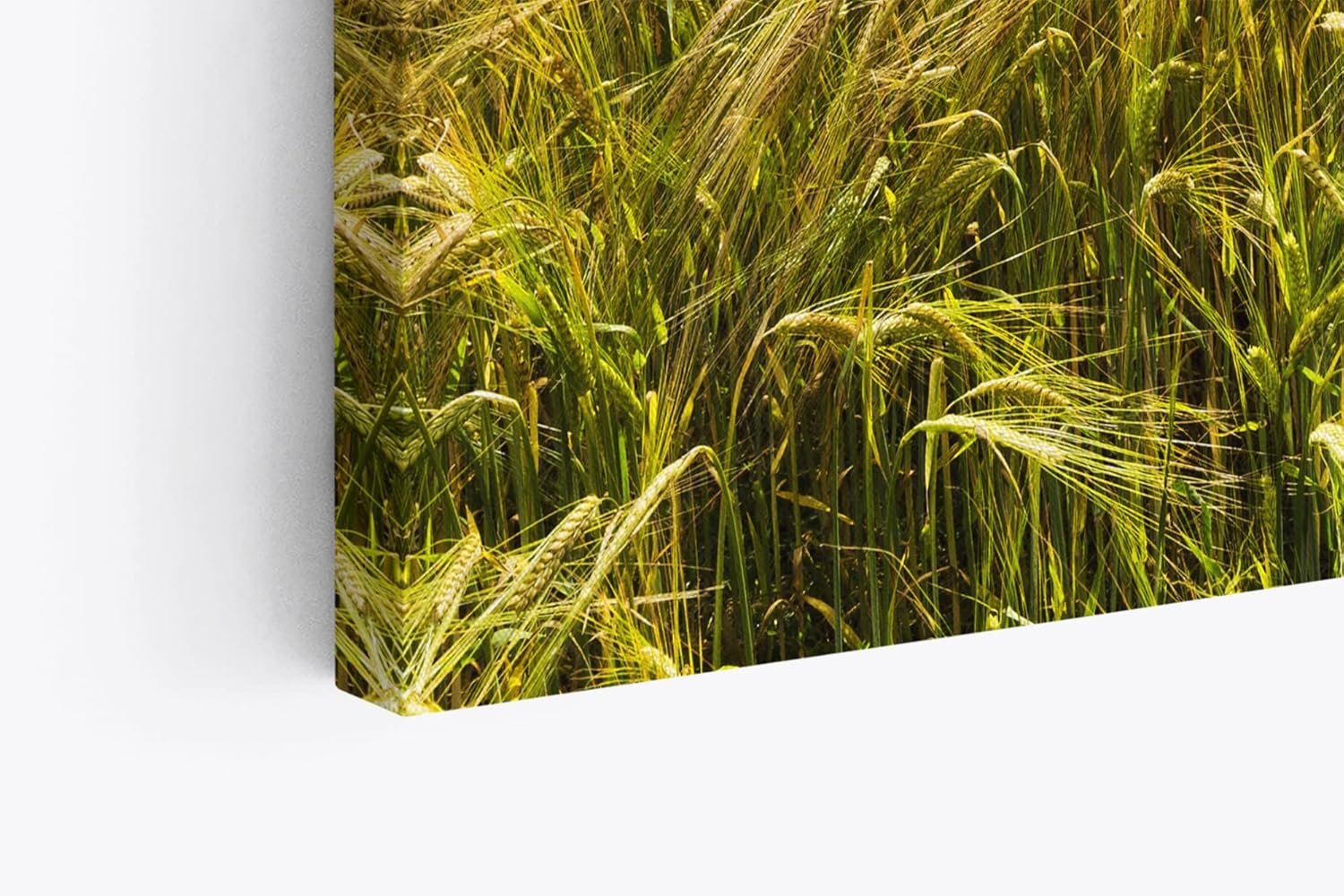 Paul Sinus Wandbild 120x80cm Weizenfeld Meer Weizen Natur Wolken Horizont