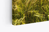 Paul Sinus Wandbild 120x80cm Weizenfeld Meer Weizen Natur Wolken Horizont