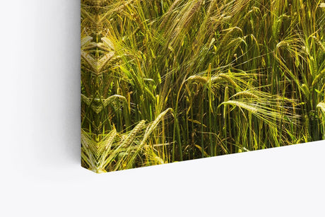Paul Sinus Wandbild 120x80cm Weizenfeld Meer Weizen Natur Wolken Horizont