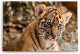 Paul Sinus Wandbild 120x80cm Kleiner Tiger Babytiger Tierfotografie Katze Katzenbaby