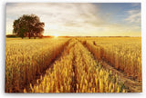 Paul Sinus Wandbild 120x80cm Weizenfeld Weizen Sonnenuntergang Baum Landschaft