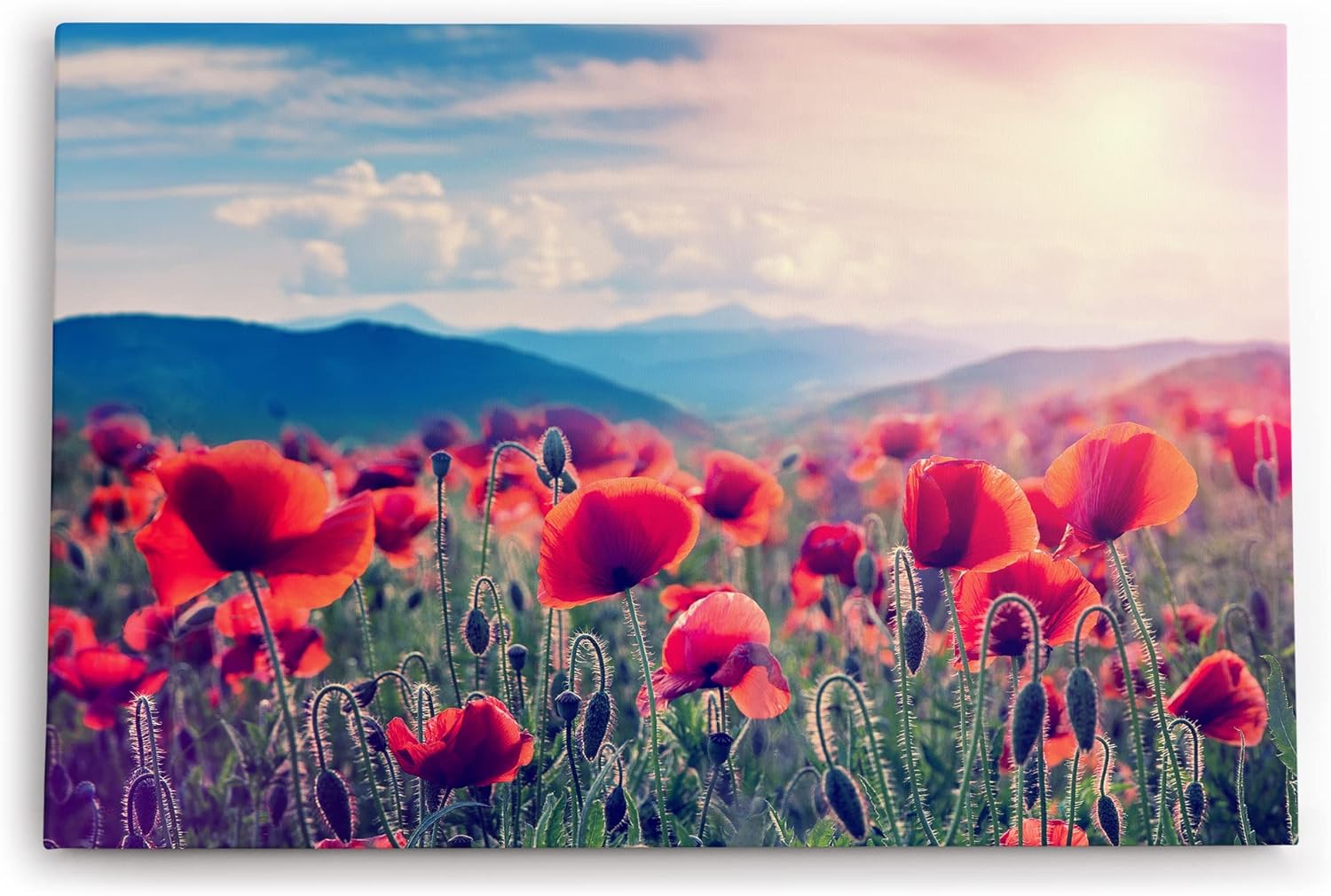 Paul Sinus Wandbild 120x80cm Mohnblumen Feld Wildblumen Blumen rote Blüten