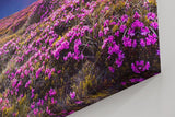 Sinus Art Wandbild 120x80cm Farbintensive Blumenwiese mit lila Blüten unter farbenfrohem Abendhimmel