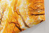 Sinus Art Wandbild 120x80cm Faszinierender Blick durch herbstlich gefärbte Baumwipfel in warmem Licht