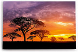 Paul Sinus Wandbild 120x80cm Afrikanische Landschaft Burkea Africana Bäume Sonnenuntergang