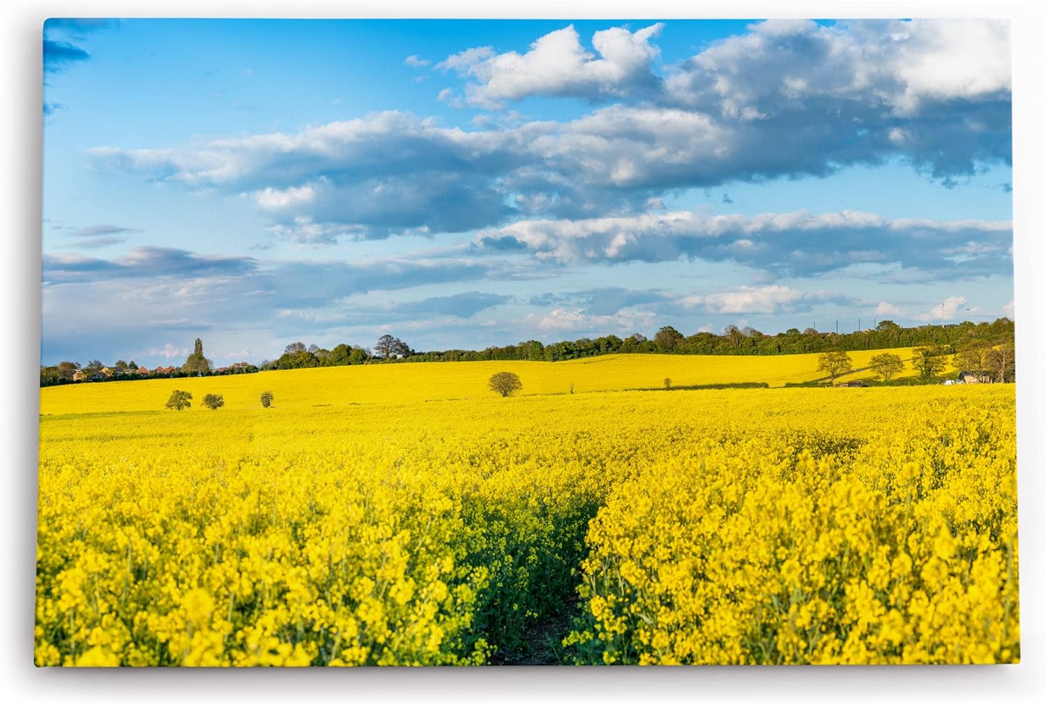 Paul Sinus Wandbild 120x80cm Rapsfeld Raps Landschaft Gelb Himmel Sommer