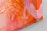 Sinus Art Wandbild 120x80cm Zarte Blütenstruktur mit Wassertropfen in weichem Morgenlicht auf Leinwand fixiert
