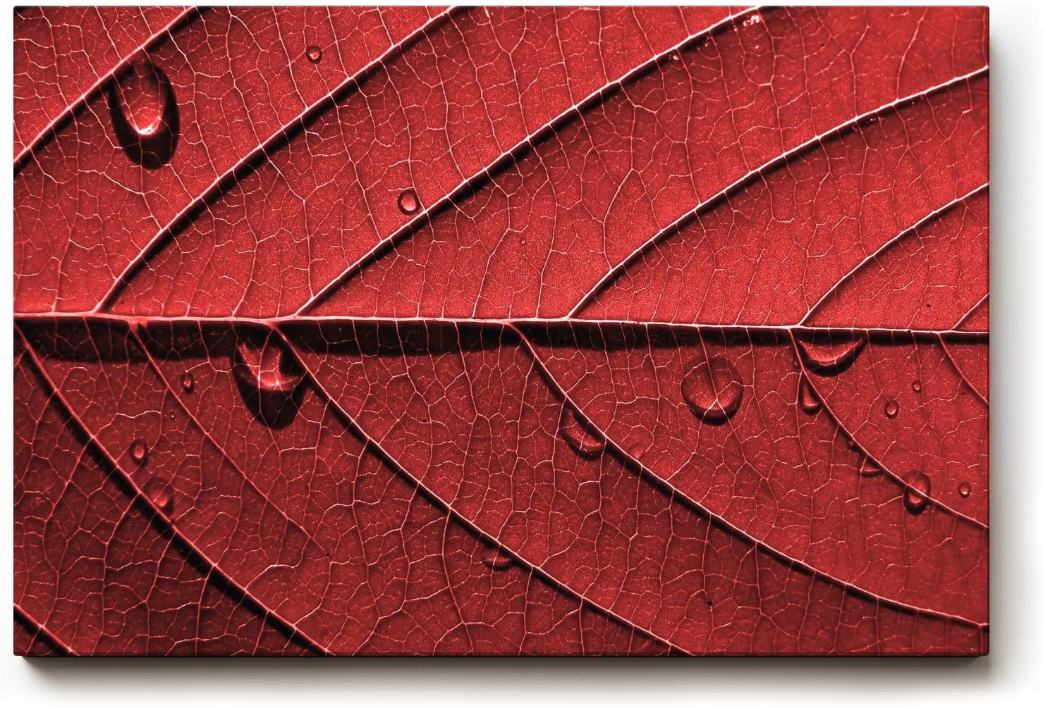 Sinus Art Wandbild 120x80cm Perfektes Motiv für alle, die grafische Naturästhetik mit Eleganz verbinden
