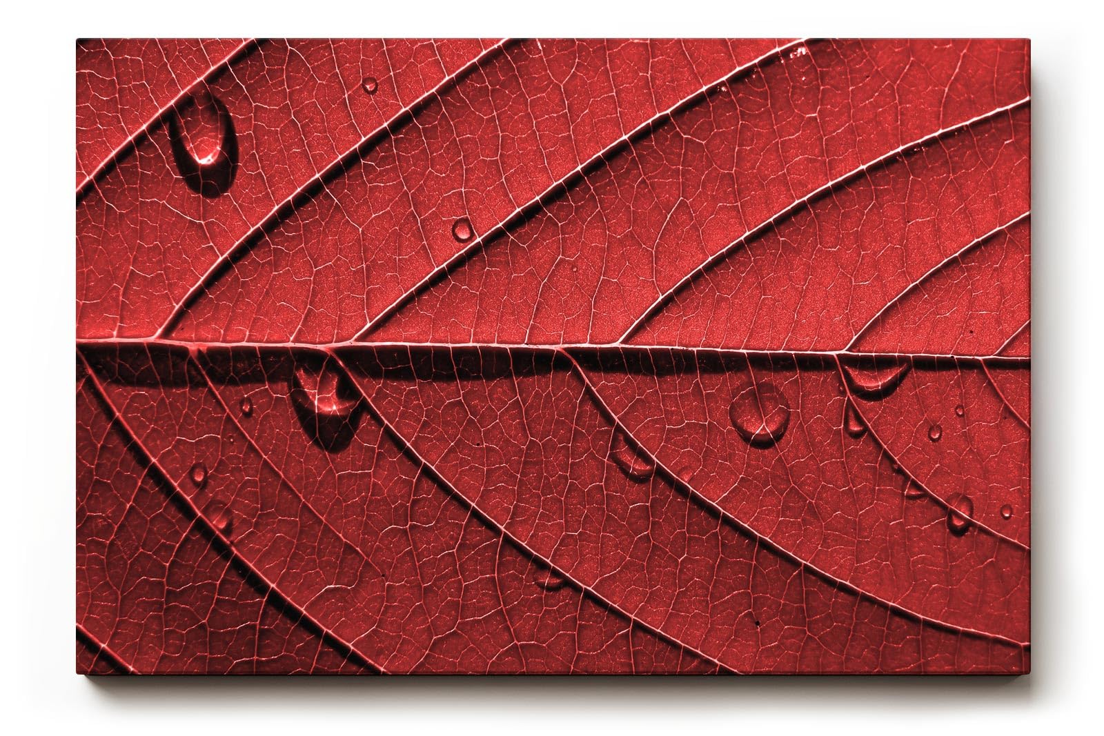 Sinus Art Wandbild 120x80cm Perfektes Motiv für alle, die grafische Naturästhetik mit Eleganz verbinden