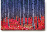 Sinus Art Wandbild 120x80cm Kontrastreiches Bild mit blau-grauen Baumstämmen und leuchtend rotem Waldboden
