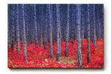 Sinus Art Wandbild 120x80cm Kontrastreiches Bild mit blau-grauen Baumstämmen und leuchtend rotem Waldboden