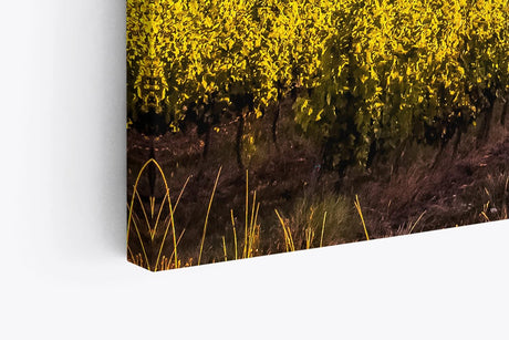Paul Sinus Wandbild 120x80cm Frankreich Weinfelder Weinstöcke Landschaft Sonnenuntergang