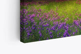 Paul Sinus Wandbild 120x80cm Baumblüte Frühling Violett Sonnenuntergang Wiese Blumen