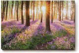 Sinus Art Wandbild 120x80cm Waldszene mit violetten Blüten und einfallender Sonne für verträumte Atmosphäre