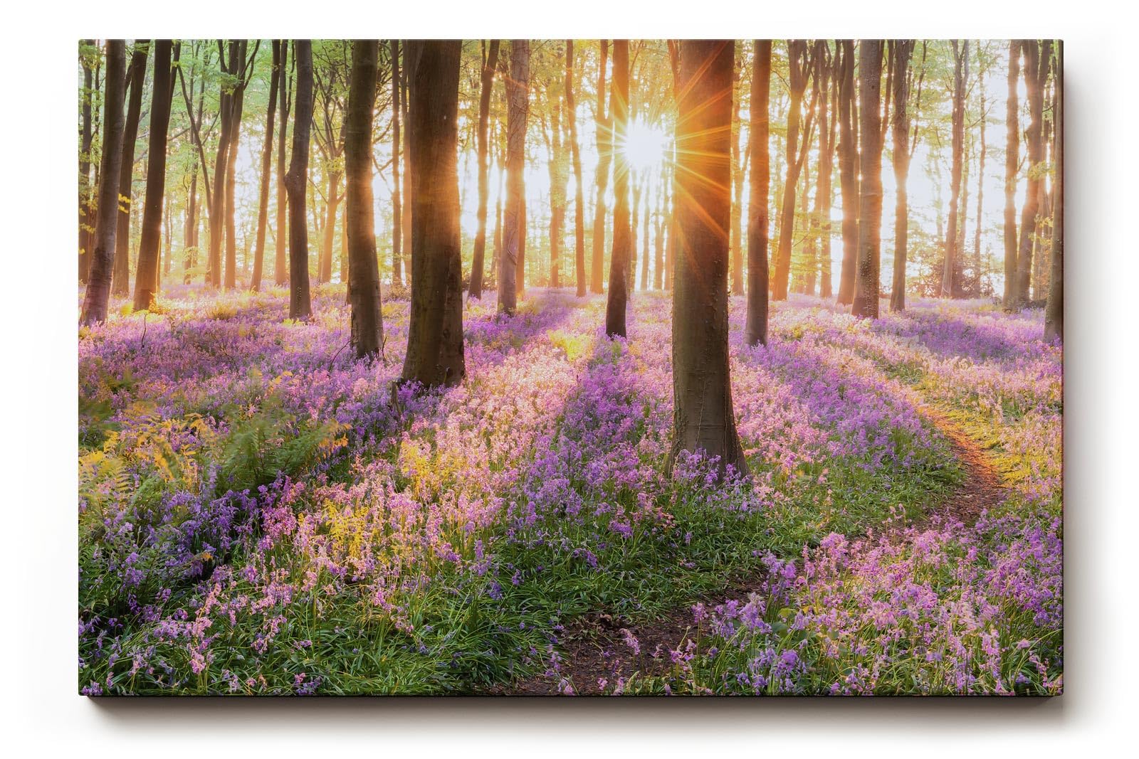 Sinus Art Wandbild 120x80cm Waldszene mit violetten Blüten und einfallender Sonne für verträumte Atmosphäre