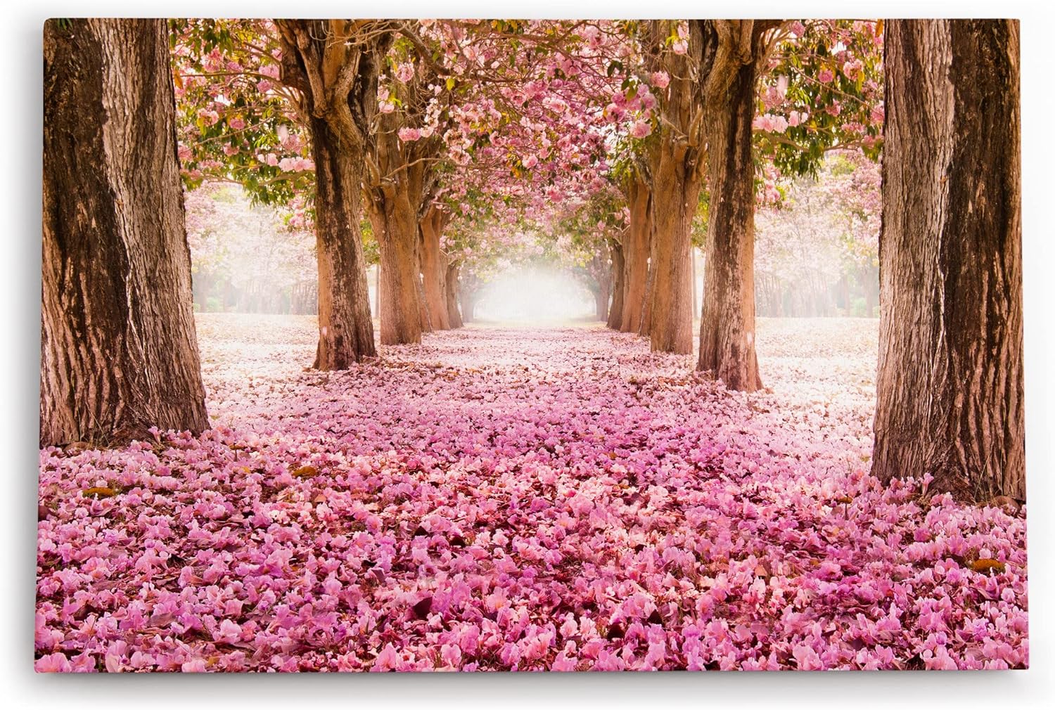 Paul Sinus Wandbild 120x80cm Baumallee Baumblüten Blüten Frühling Allee Rosa