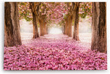 Paul Sinus Wandbild 120x80cm Baumallee Baumblüten Blüten Frühling Allee Rosa