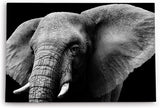 Paul Sinus Wandbild 120x80cm Elefant Stoßzähne Schwarz Weiß Tierfotografie Kunstvoll