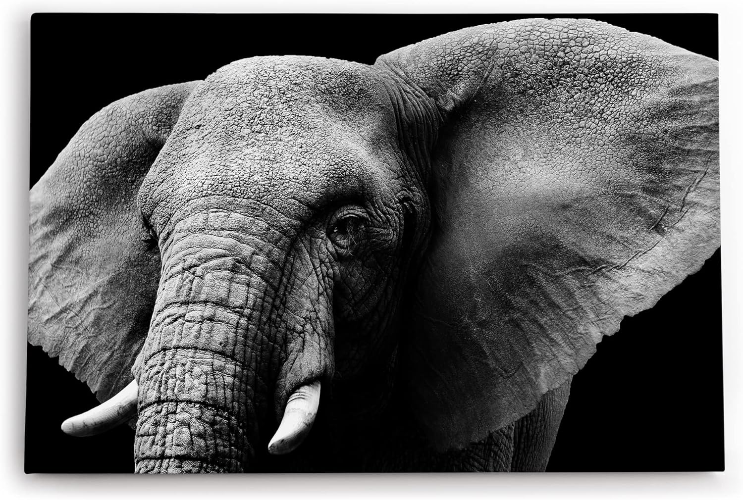 Paul Sinus Wandbild 120x80cm Elefant Stoßzähne Schwarz Weiß Tierfotografie Kunstvoll