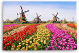 Paul Sinus Wandbild 120x80cm Holland Niederlande Windmühlen bunte Tulpen Blumenfeld
