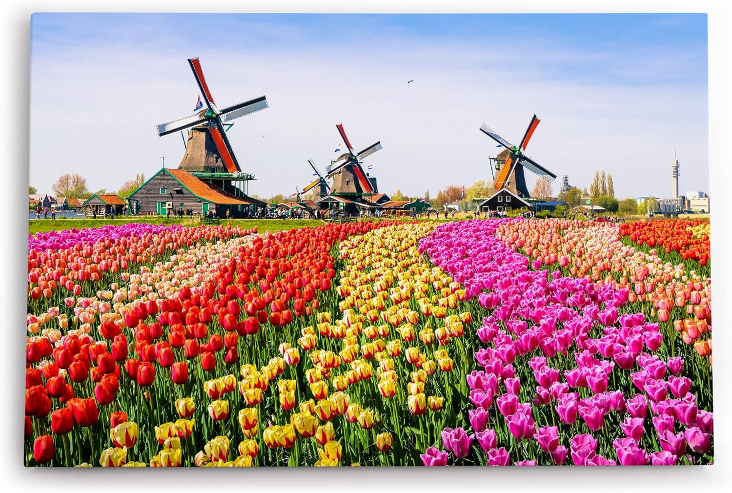 Paul Sinus Wandbild 120x80cm Holland Niederlande Windmühlen bunte Tulpen Blumenfeld