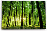 Paul Sinus Wandbild 120x80cm Wald Bäume Sonnenstrahlen Natur Sommer Grün