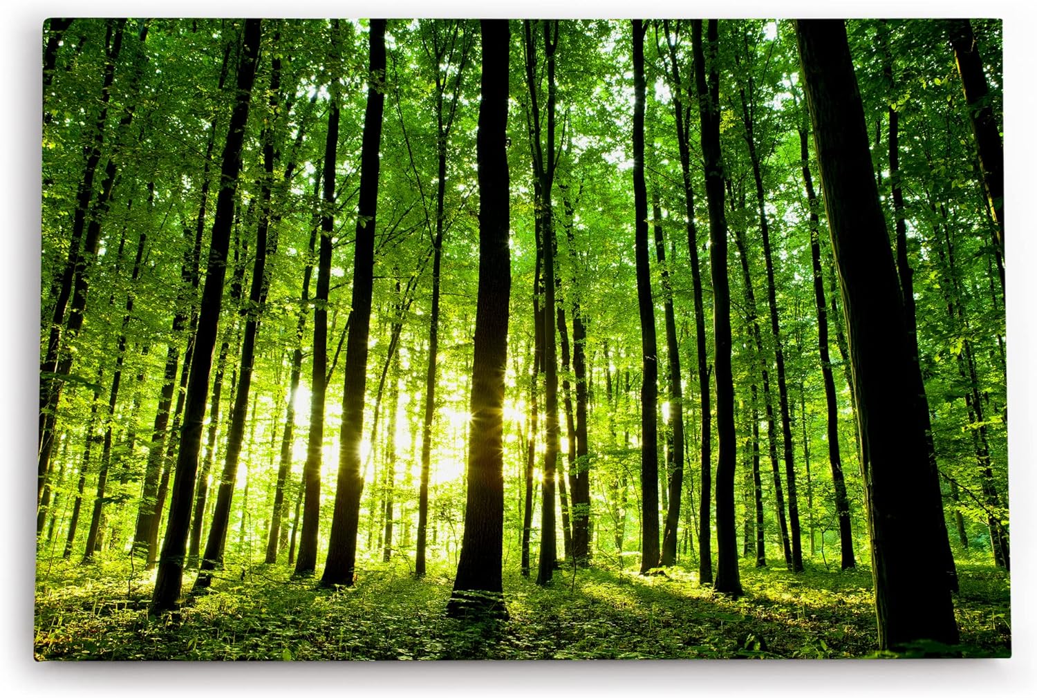 Paul Sinus Wandbild 120x80cm Wald Bäume Sonnenstrahlen Natur Sommer Grün