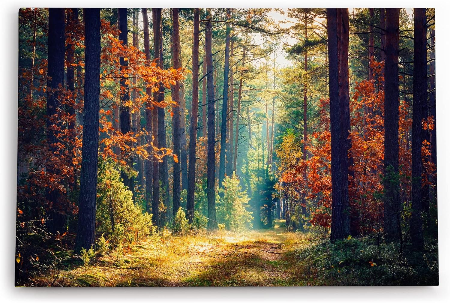 Paul Sinus Wandbild 120x80cm Wald Waldweg Bäume Sonnenstrahl Natur Herbst