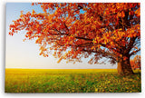 Wandbild 120x80cm Große Eiche Baum Natur Feld Landschaft Horizont
