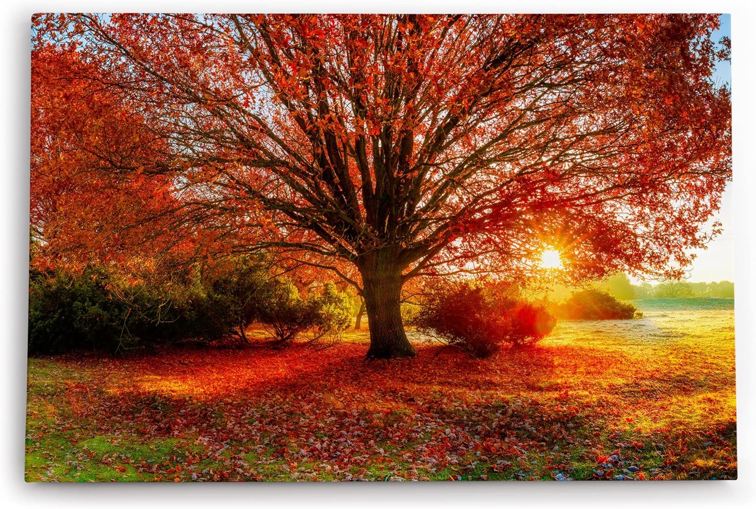 Paul Sinus Wandbild 120x80cm Großer Baum Feld Sonnenuntergang Herbst Laub