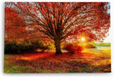 Paul Sinus Wandbild 120x80cm Großer Baum Feld Sonnenuntergang Herbst Laub