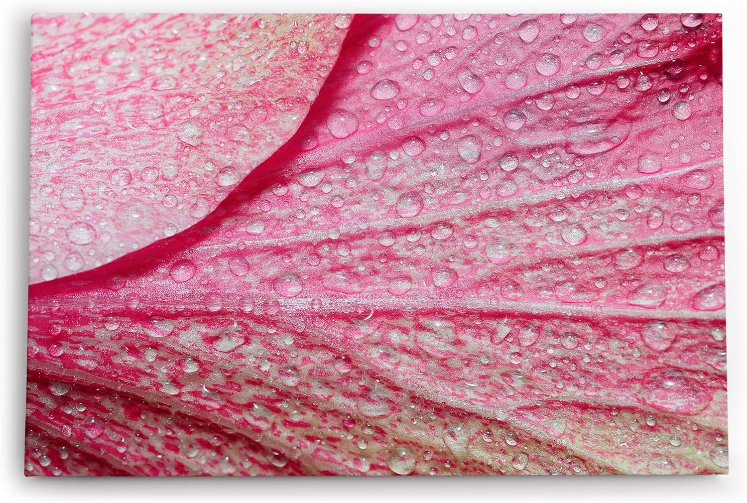 Paul Sinus Wandbild 120x80cm Blume Blüte Rosa Makroaufnahme Wassertropfen Kunstvoll