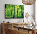 Paul Sinus Wandbild 120x80cm Wald Bäume Natur Grün Waldweg Sonnenschein
