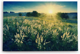 Paul Sinus Wandbild 120x80cm Sonnenuntergang Wildblumen Wiese Natur Landschaft
