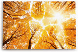 Wandbild 120x80cm Bäume Baumkronen Eiche Sonnenstrahl Sonnenschein Wald