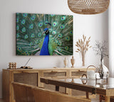Paul Sinus Wandbild 120x80cm Pfau Pfaufeder Federkleid Tierfotografie Farbenfroh Feder