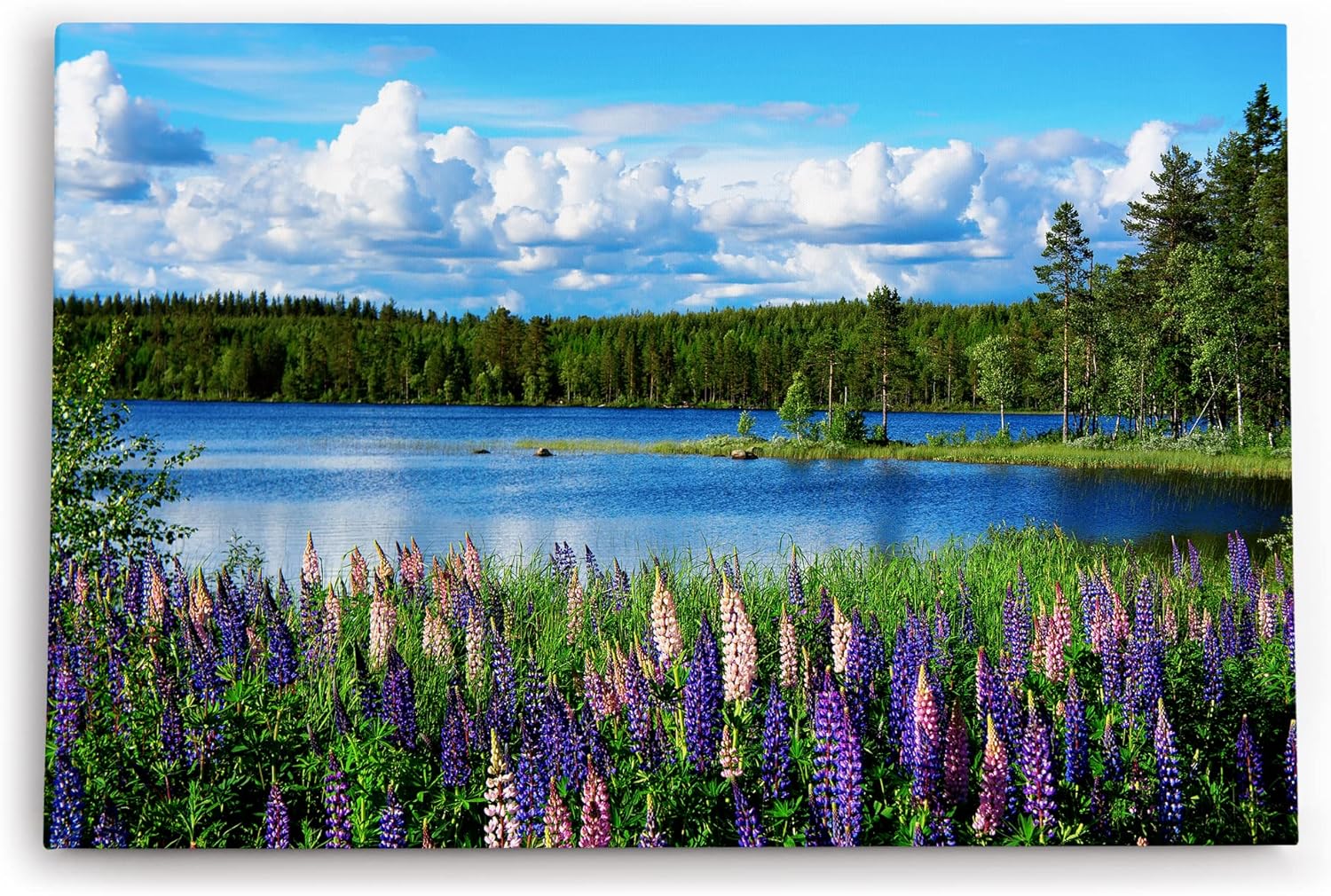 Paul Sinus Wandbild 120x80cm See Natur Tannenwald Blumen Blüten Sommer