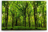 Paul Sinus Wandbild 120x80cm Wald Bäume Sonnenstrahlen Natur Grün Blätter