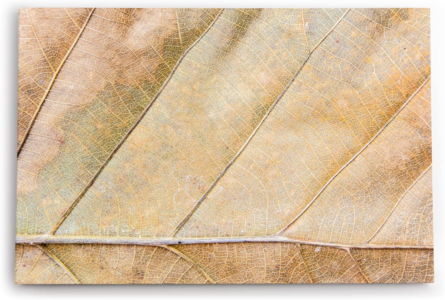 Paul Sinus Wandbild 120x80cm Herbstblatt Nahaufnahme Makrofotografie Herbst Blattadern