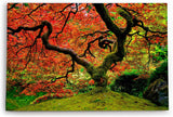 Paul Sinus Wandbild 120x80cm Großer alter Baum Grün Moos Wald Baumkrone