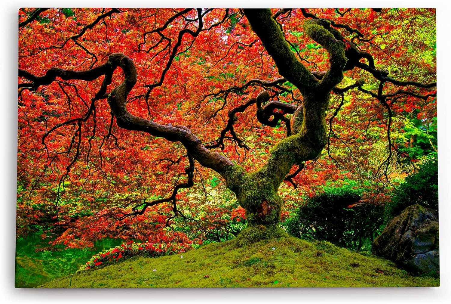 Paul Sinus Wandbild 120x80cm Großer alter Baum Grün Moos Wald Baumkrone