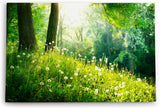 Paul Sinus Wandbild 120x80cm Wald Bäume Grün Pusteblumen Wiese Gras Sonnenschein